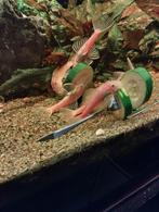 Pleco bristlenose snow white, Poisson, Poisson d'eau douce