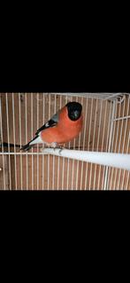 Couple de bouvreuil rouge classique 2025 excellente santé, Plusieurs animaux