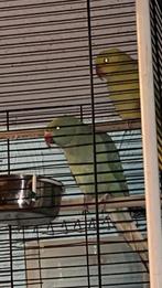 Couple perruche à collier bon à mettre en volière, Enlèvement ou Envoi, Volière