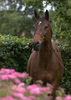 Hengst gezocht, Dieren en Toebehoren, Paarden, Hengst