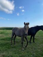 2 Veulens te koop, Dieren en Toebehoren