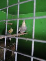 Valkparkieten koppel, Dieren en Toebehoren, Vogels | Parkieten en Papegaaien