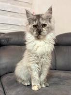Maine Coon kittens, Poes, Gechipt, 0 tot 2 jaar