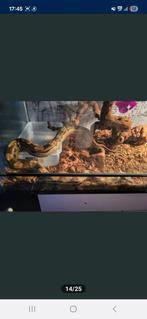 Stop zetting, Dieren en Toebehoren, Reptielen en Amfibieën, Slang, Met terrarium, 0 tot 2 jaar