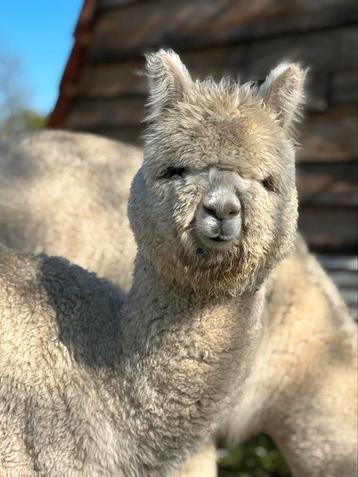 Stamboom alpaca merries met zeer goede bloedlijnen beschikbaar voor biedingen