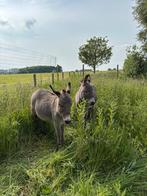 2 tamme mini-ezels, Gechipt, Niet van toepassing, Hengst, A pony (tot 1.17m)