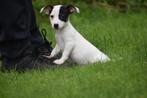 Jack russel pups laagbenig 💖💖💖💖💖💖, Dieren en Toebehoren, Honden | Jack Russells en Terriërs, België, Jack Russell Terriër