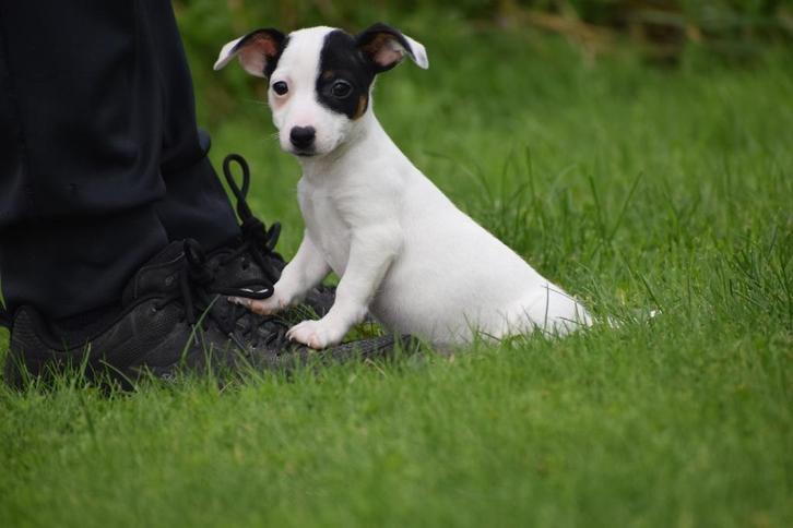 Jack russel pups laagbenig 💖💖💖💖💖💖, Dieren en Toebehoren, Honden | Jack Russells en Terriërs, Meerdere dieren, Jack Russell Terriër