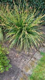 Japanse Zegge, Tuin en Terras, Ophalen, Vaste plant, Siergrassen, Halfschaduw