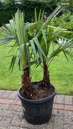 Trachycarpus Fortunei 2stammen winterhard, Jardin & Terrasse, Plantes | Arbres, En pot, Enlèvement