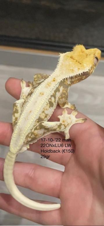 Wimpergekko (mag nu weg voor €120) beschikbaar voor biedingen