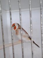 Te Koop majoor putter pop, Dieren en Toebehoren, Vogels | Overige Vogels, Vrouwelijk, Wildzangvogel, Geringd