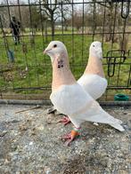 Pigeons Rayhani syriens