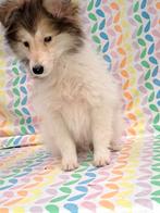 Sheltie Shetland sheepdog pup  mannetjes, Dieren en Toebehoren, Honden | Herdershonden en Veedrijvers, Reu, CDV (hondenziekte)