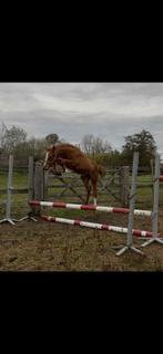 Hengst veulen Devil 2000 z  x comilfo plus z, Dieren en Toebehoren, Hengst, Z, Gechipt