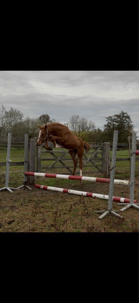 Hengst veulen Devil 2000 z  x comilfo plus z, Dieren en Toebehoren, Paarden, Hengst, Z, Met stamboom, Gechipt, Ontwormd, Ingeënt