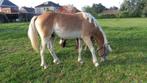 haflinger hengst van 2023 voor 1750 euro, Dieren en Toebehoren, Pony's, E pony (1.48m - 1.57m), 0 tot 2 jaar, Hengst, Onbeleerd