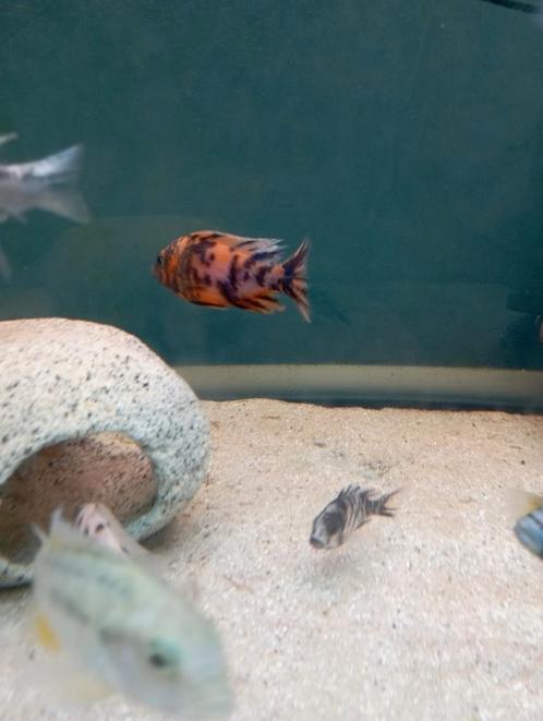 Cichlidès Malawi groupe aulonocara multi colors, Dieren en Toebehoren, Vissen | Aquariumvissen