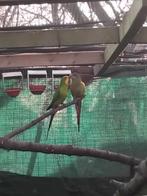 1_1 barraband 2022_2020, Dieren en Toebehoren, Geringd