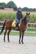 Leuke recreatie merrie, Dieren en Toebehoren, Paarden, Merrie