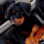 Dobermann puppy's, België, Fokker | Hobbymatig, Overige rassen, 8 tot 15 weken