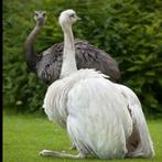 Witte en grijze nandoes, Dieren en Toebehoren