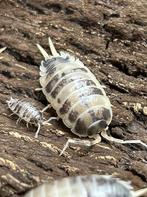Porcellio Laevis 'Dairy Cow' (Isopod) tekoop of te ruil, Dieren en Toebehoren, Overige soorten