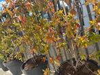 JASMIN ÉTOILÉ, Tuin en Terras, Planten | Struiken en Hagen, Ophalen