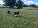 Baggerbonte ooi gebooren 5 februari, Dieren en Toebehoren, Schapen, Geiten en Varkens