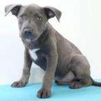American Staffordshire Terrier pups te koop, Dieren en Toebehoren, CDV (hondenziekte), Meerdere, Meerdere dieren, Buitenland
