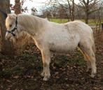 Palomino merrie geb. Mei 2025 🩷, Merrie, Onbeleerd, Met stamboom, 0 tot 2 jaar