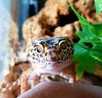 Gecko Leopard, Dieren en Toebehoren, Ophalen, Terrarium of Paludarium