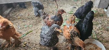 Brahma groothoenders kuikens 11 weken beschikbaar voor biedingen