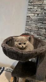 Britse korthaar kitten kattin, Poes, Gechipt, 0 tot 2 jaar