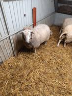 Schapen, Dieren en Toebehoren, Schapen, Geiten en Varkens