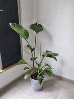 Strelizia Nicolai Plant (indoor), Ophalen