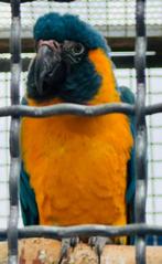 Ara Caninde 0.1 2020, Dieren en Toebehoren, Vogels | Parkieten en Papegaaien