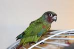 Conure Emma eam femelle super gentille, Dieren en Toebehoren, Vrouwelijk