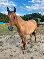Aqha merrie 2 jaar, Dieren en Toebehoren, Paarden, Merrie, Minder dan 160 cm, Gechipt, 0 tot 2 jaar