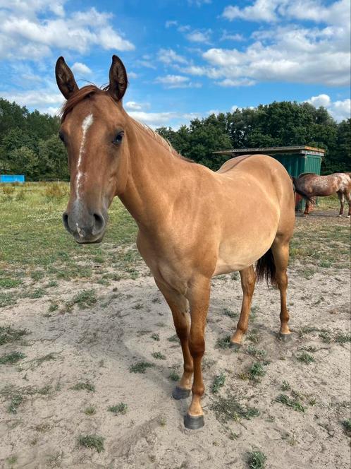 Aqha merrie 2 jaar, Dieren en Toebehoren, Paarden, Merrie, Onbeleerd, Minder dan 160 cm, 0 tot 2 jaar, Westernpaard, Met stamboom