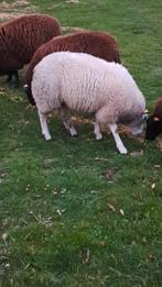 Jonge dekram, Mannelijk, Schaap, 0 tot 2 jaar