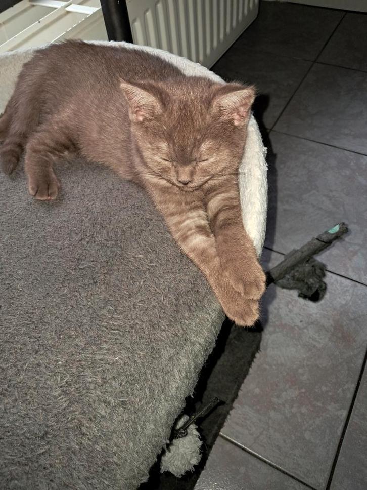 1Chocolade Brits korthaar poesje, Dieren en Toebehoren, Katten en Kittens | Overige Katten, Kortharig, Poes, 0 tot 2 jaar