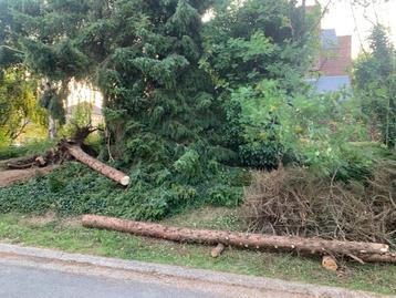 Dennen brandhout beschikbaar voor biedingen