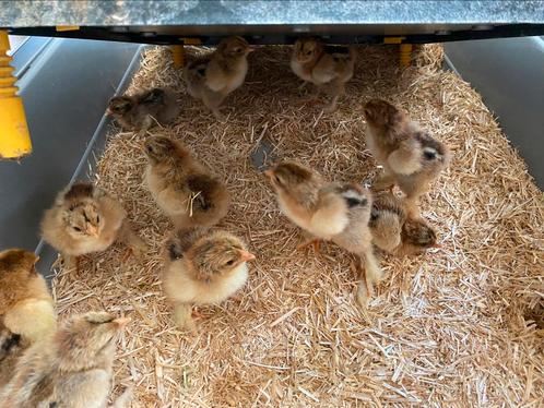 Eendagskuikens brahma goudpatrijs groothoender, Dieren en Toebehoren, Pluimvee, Kip, Meerdere dieren