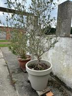 oliver, Tuin en Terras, Planten | Bomen, Lente, 100 tot 250 cm, Olijfboom, Ophalen