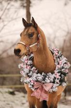 Tweede halve stal gezocht, Dieren en Toebehoren, 1 paard of pony