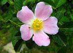 rozenbottel, wilde roos, vaste plant, Ophalen, Zomer, Vaste plant, Klimplanten