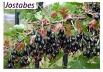 JOSTABES STRUIKEN Kruisbes zonder stekels 4€/st,  5 voor 18, Tuin en Terras, Planten | Tuinplanten, Volle zon, Vaste plant, Ophalen of Verzenden
