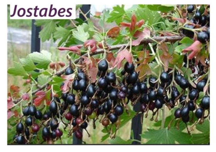 JOSTABES STRUIKEN Kruisbes zonder stekels 4€/st,  5 voor 18, Tuin en Terras, Planten | Tuinplanten, Vaste plant, Fruitplanten