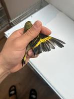 Tarins de Magellan, Ophalen